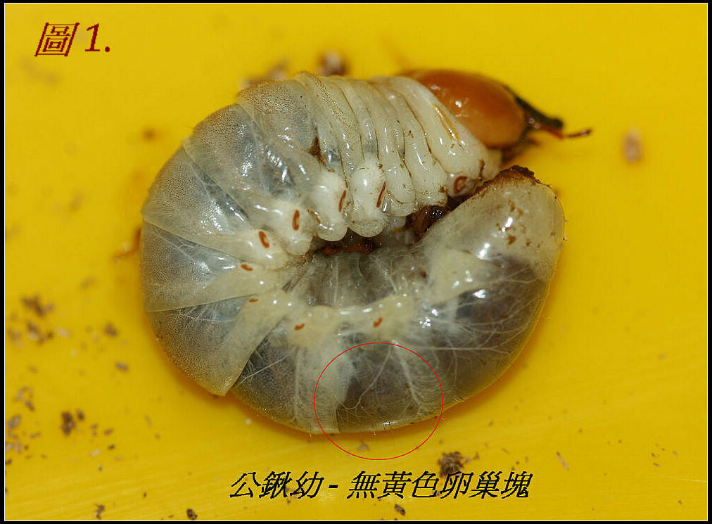 按此在新視窗瀏覽圖片