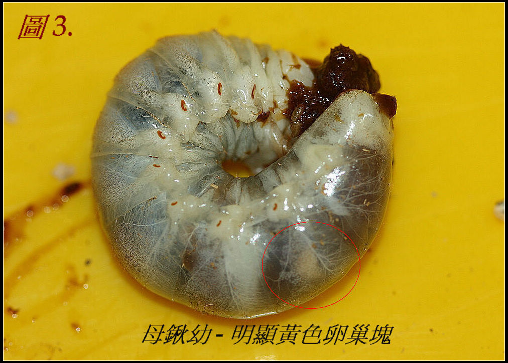 按此在新視窗瀏覽圖片