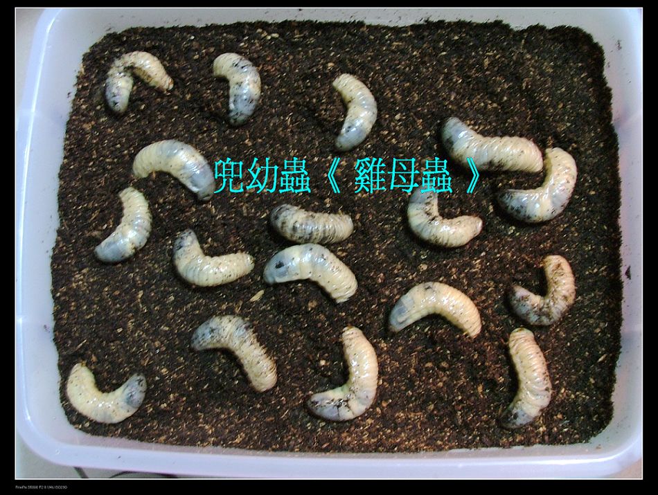 按此在新視窗瀏覽圖片