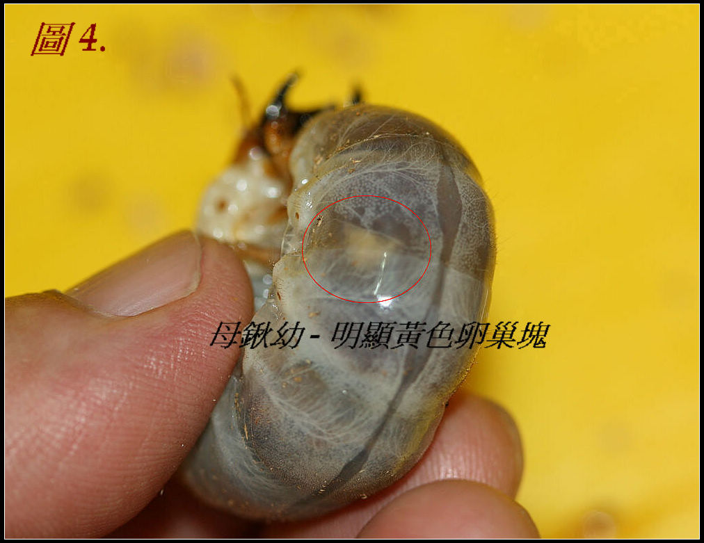 «ö¦¹¦b·sµøµ¡ÂsÄý¹Ï¤ù