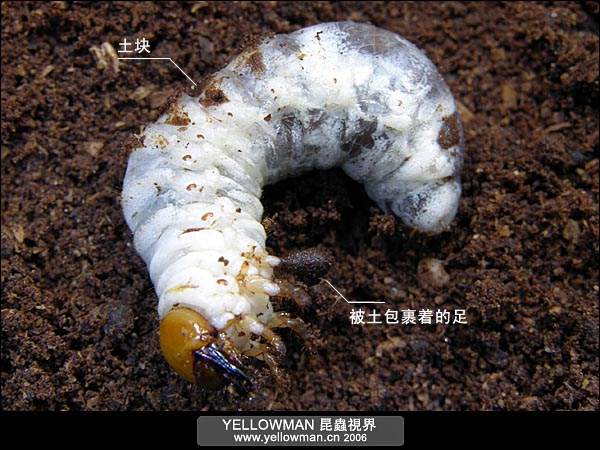 按此在新視窗瀏覽圖片