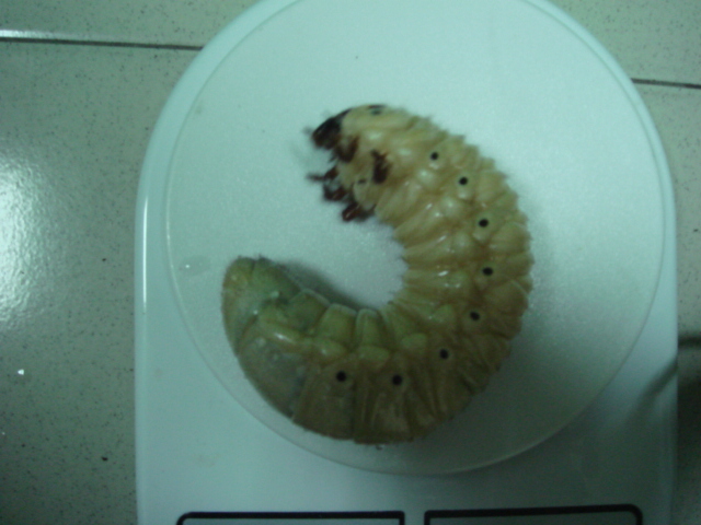 按此在新視窗瀏覽圖片