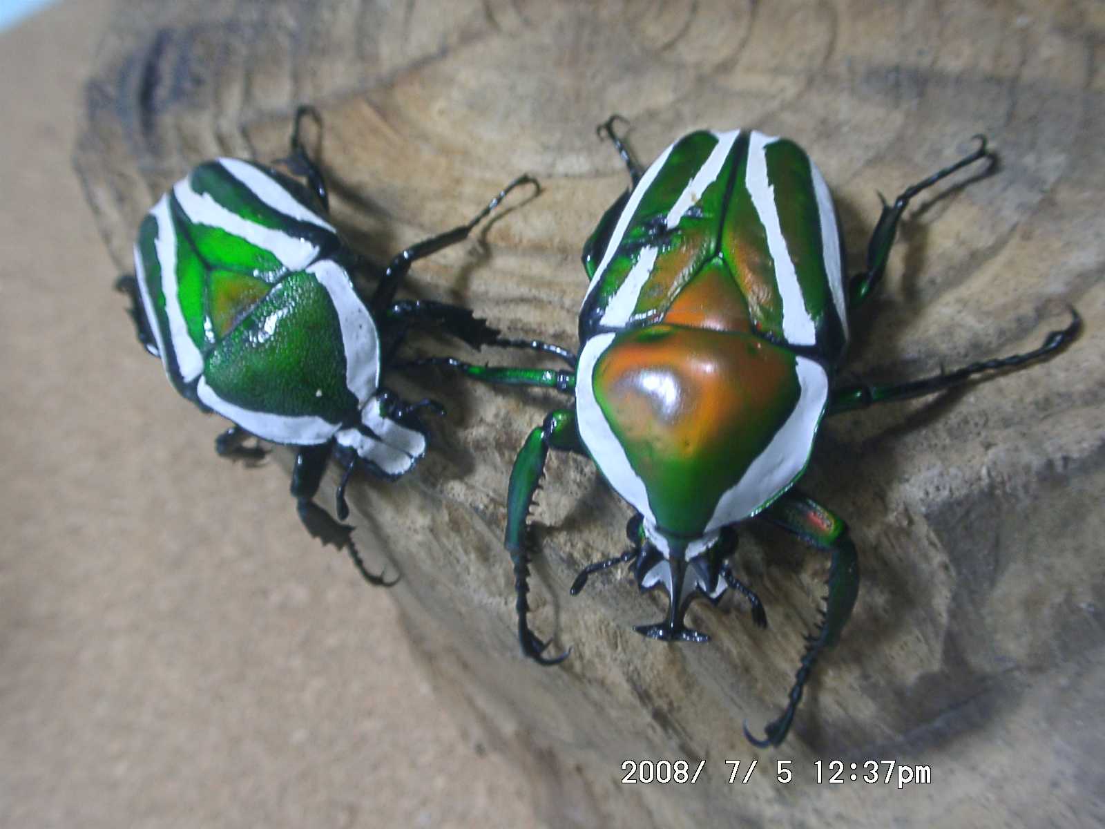 按此在新視窗瀏覽圖片