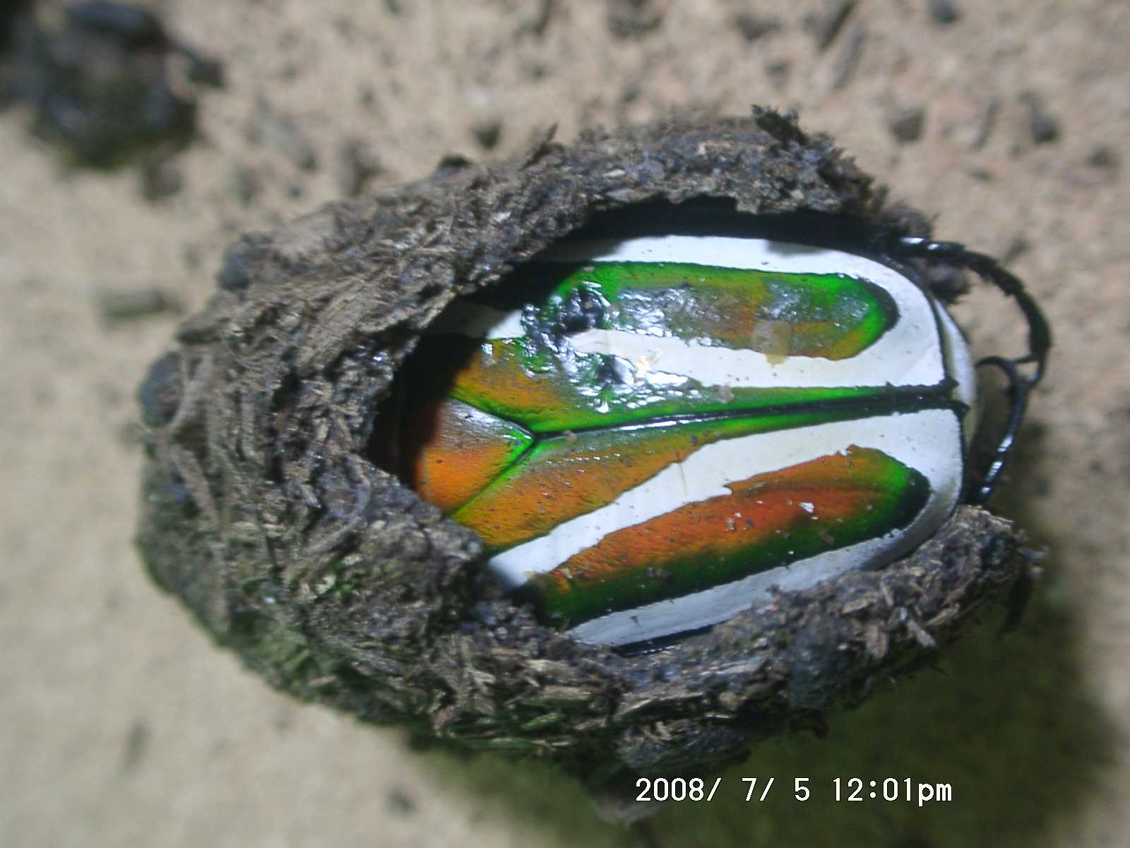 按此在新視窗瀏覽圖片