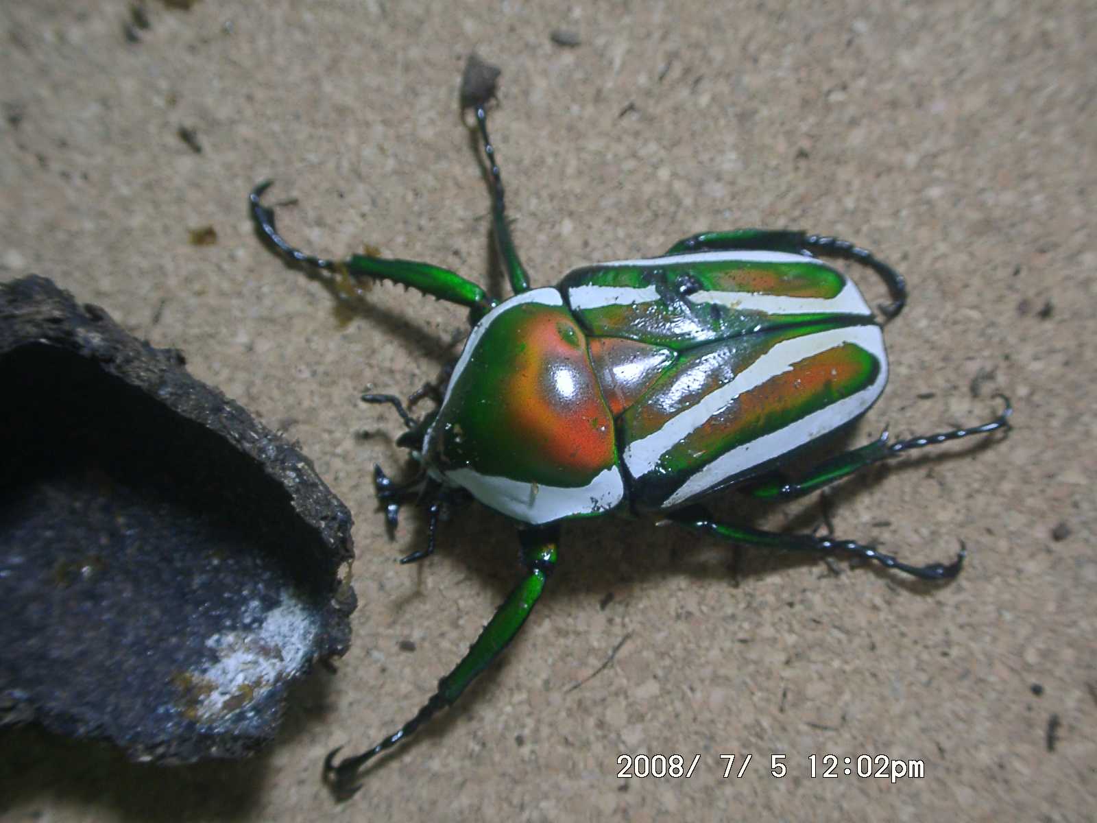 按此在新視窗瀏覽圖片