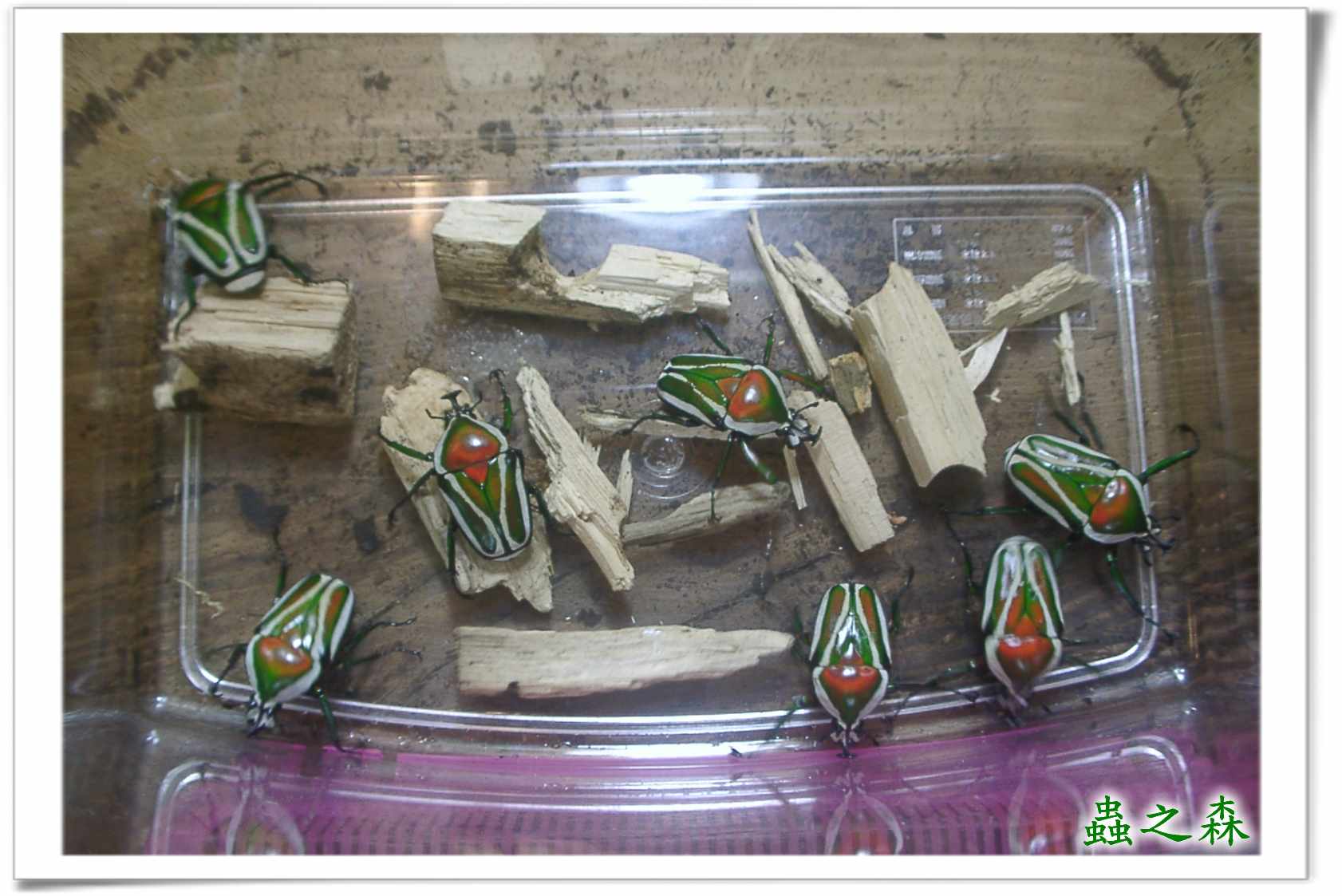 按此在新視窗瀏覽圖片