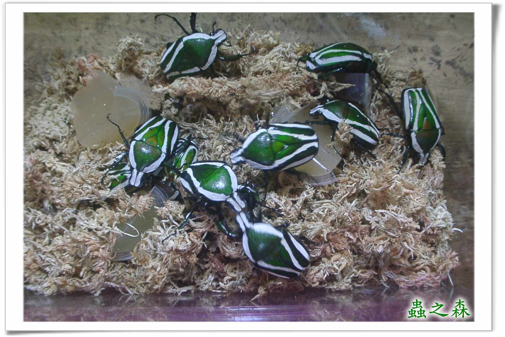 按此在新視窗瀏覽圖片