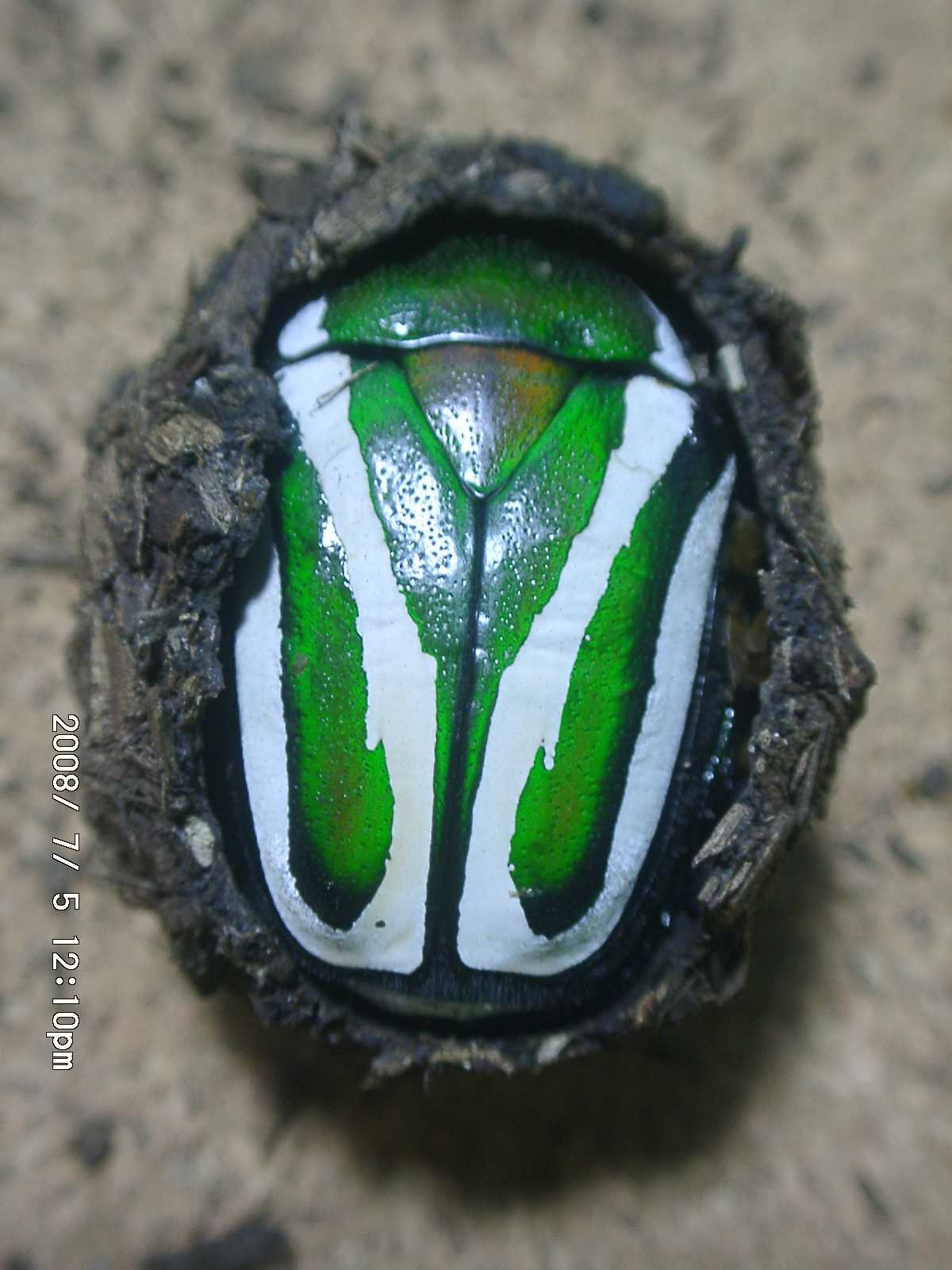 按此在新視窗瀏覽圖片