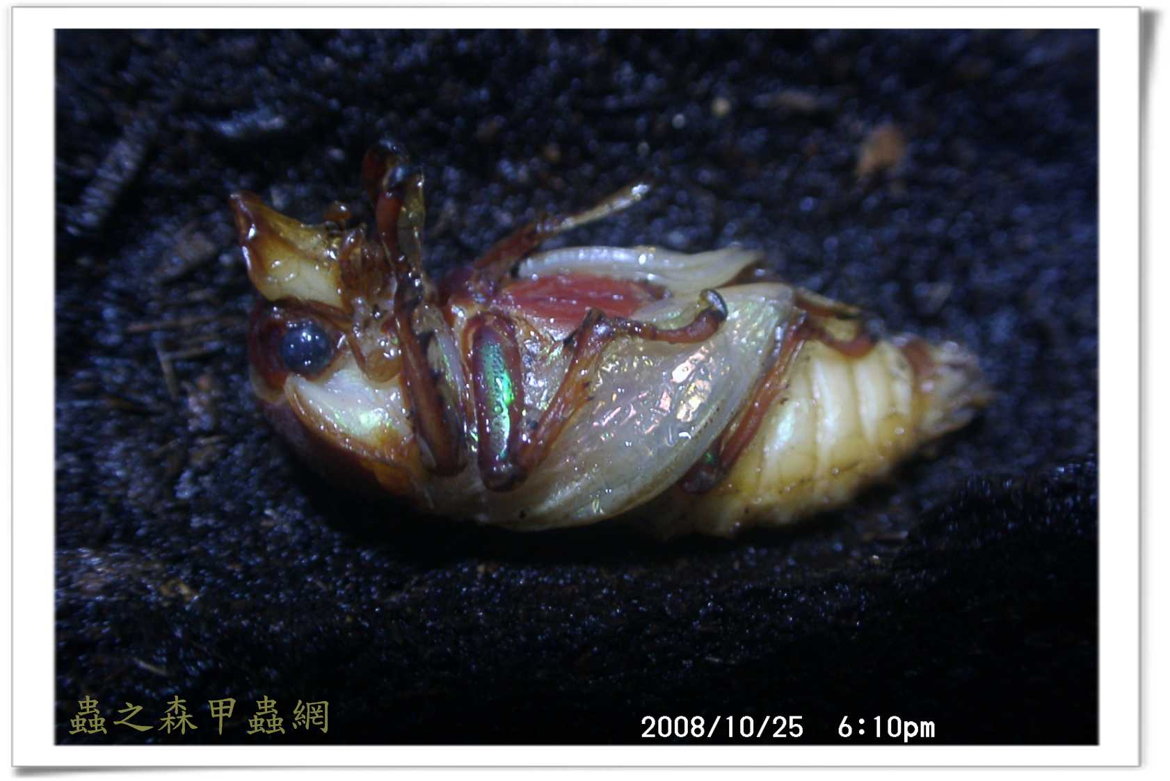 按此在新視窗瀏覽圖片