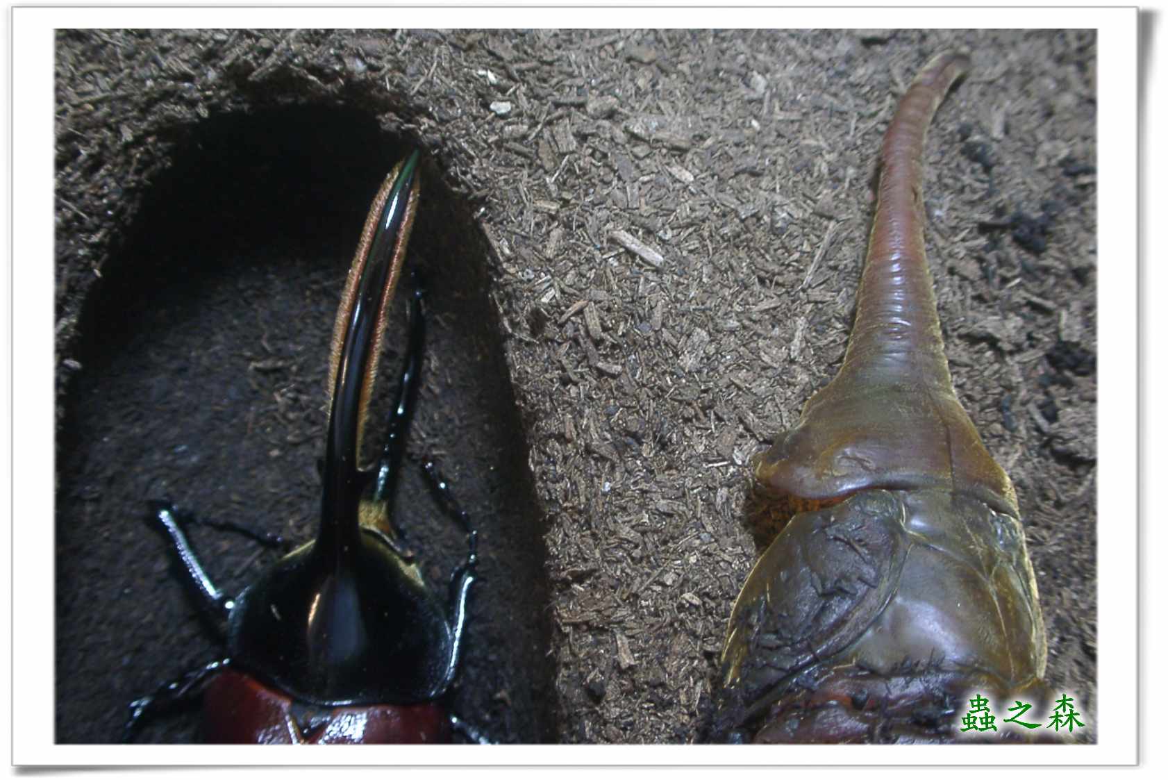 «ö¦¹¦b·sµøµ¡ÂsÄý¹Ï¤ù