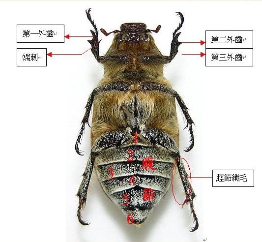 按此在新視窗瀏覽圖片