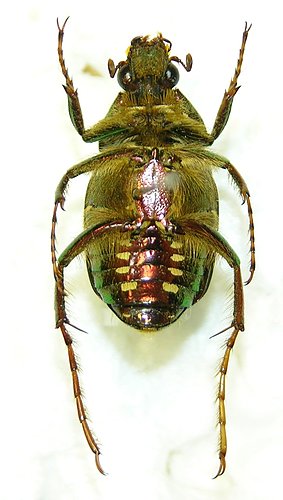 按此在新視窗瀏覽圖片