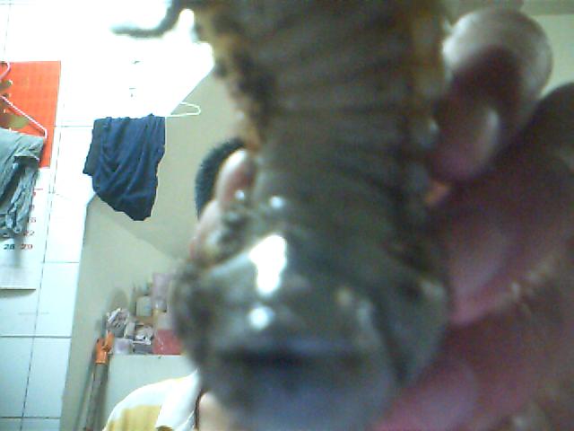 按此在新視窗瀏覽圖片