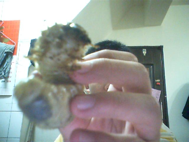 按此在新視窗瀏覽圖片