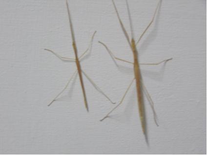 «ö¦¹¦b·sµøµ¡ÂsÄý¹Ï¤ù