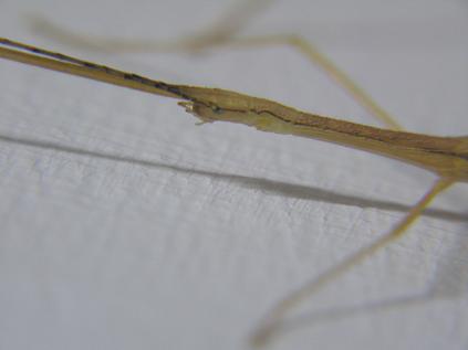 «ö¦¹¦b·sµøµ¡ÂsÄý¹Ï¤ù