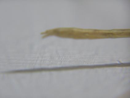 «ö¦¹¦b·sµøµ¡ÂsÄý¹Ï¤ù