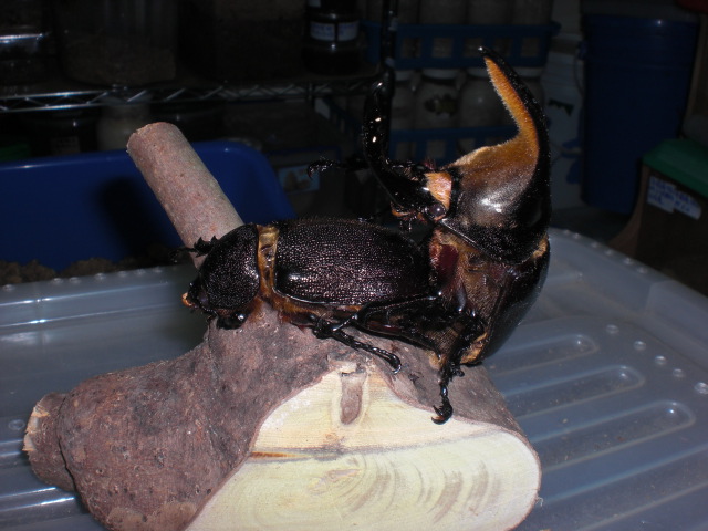 按此在新視窗瀏覽圖片