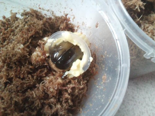 按此在新視窗瀏覽圖片