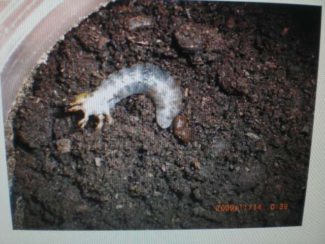 按此在新視窗瀏覽圖片