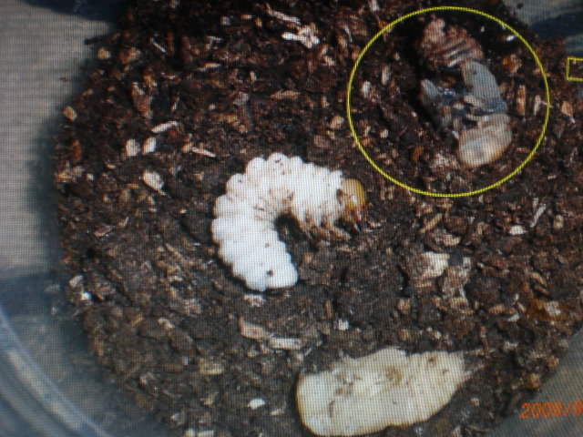 按此在新視窗瀏覽圖片