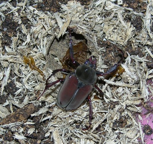 按此在新視窗瀏覽圖片