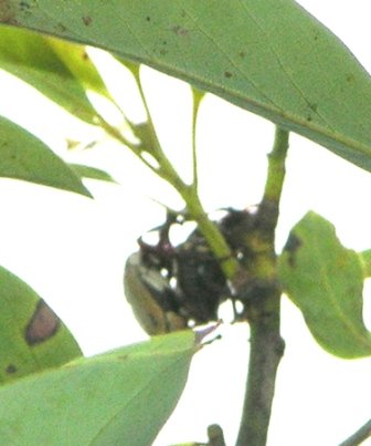 按此在新視窗瀏覽圖片