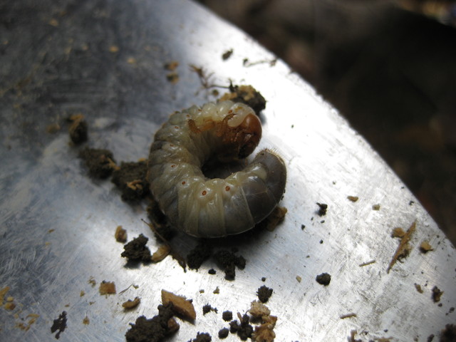 按此在新視窗瀏覽圖片