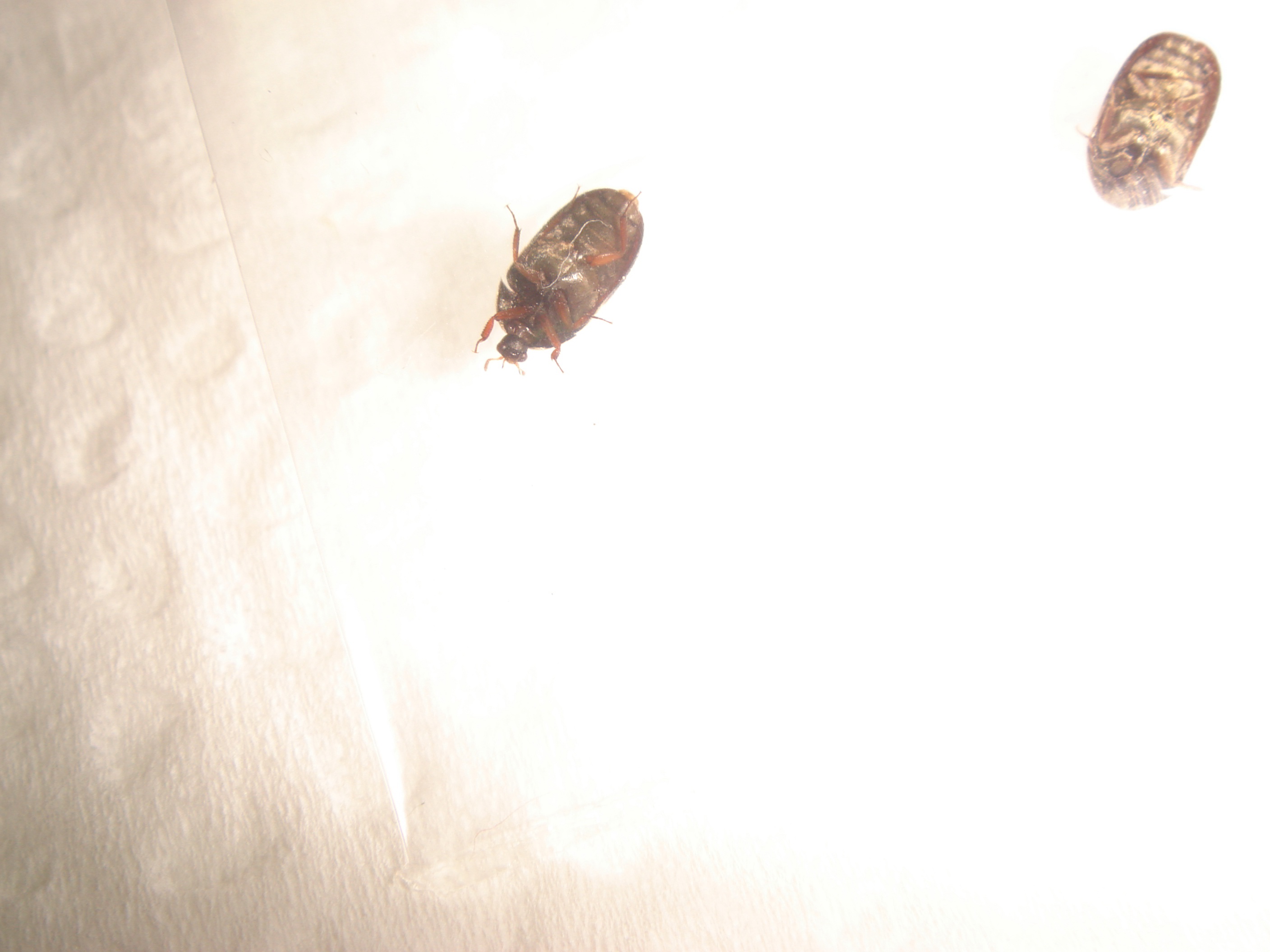 «ö¦¹¦b·sµøµ¡ÂsÄý¹Ï¤ù