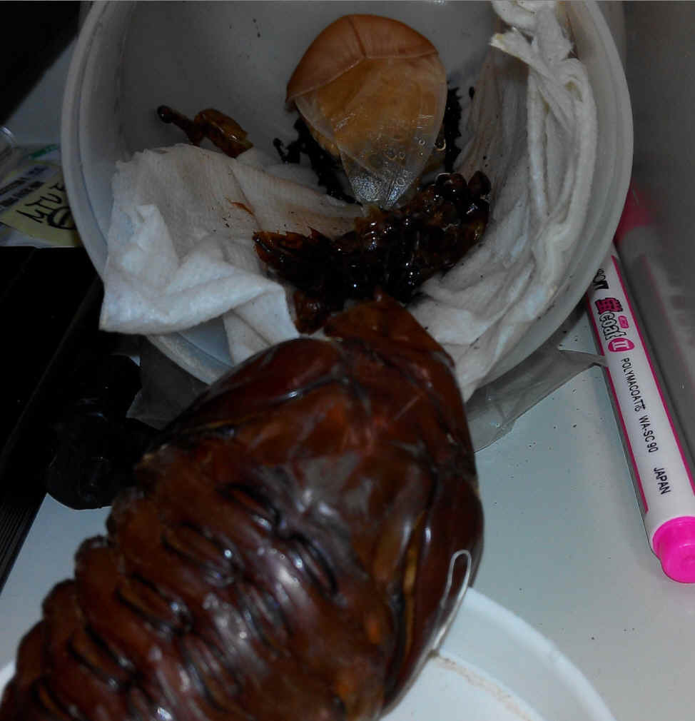 按此在新視窗瀏覽圖片