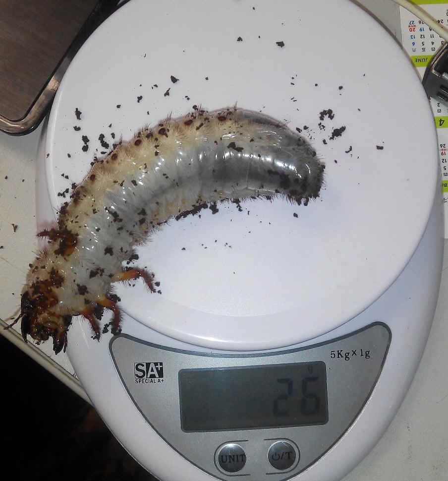 按此在新視窗瀏覽圖片