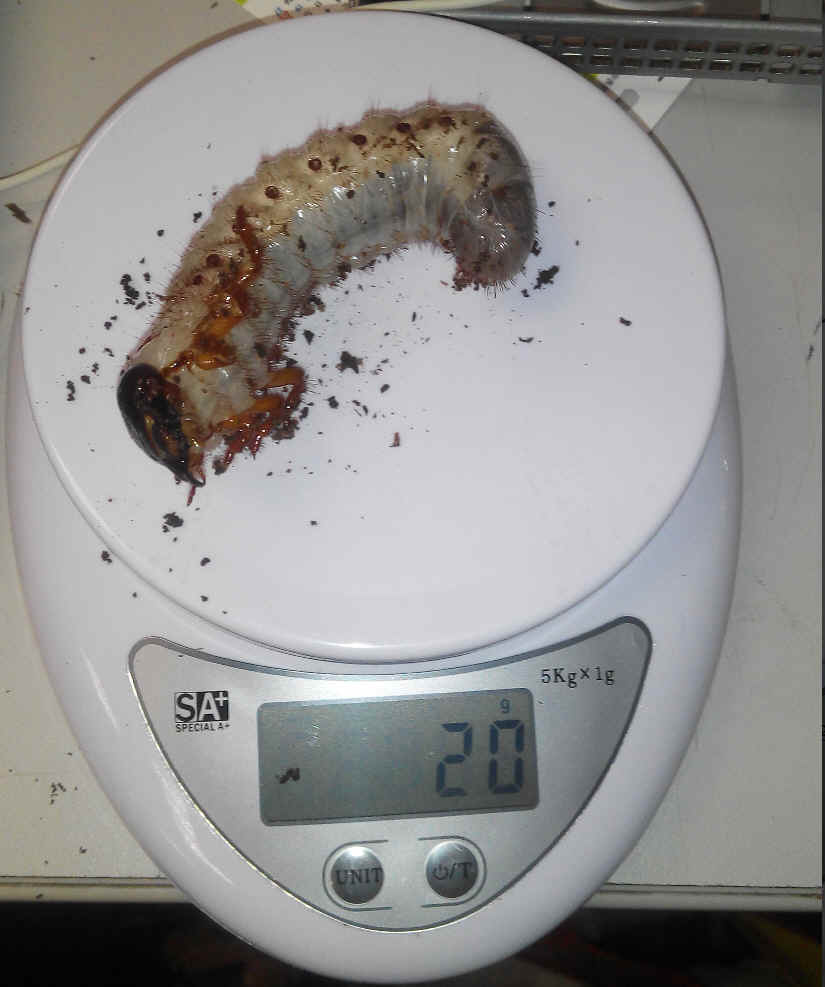 按此在新視窗瀏覽圖片