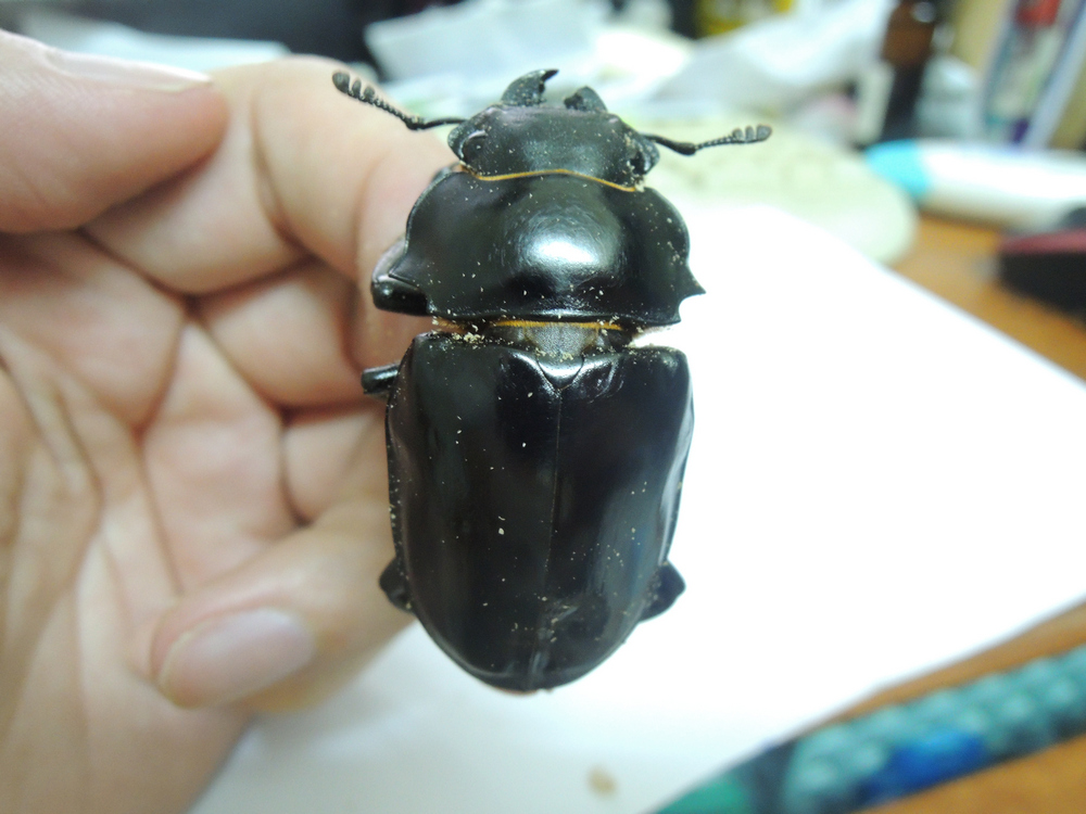 按此在新視窗瀏覽圖片