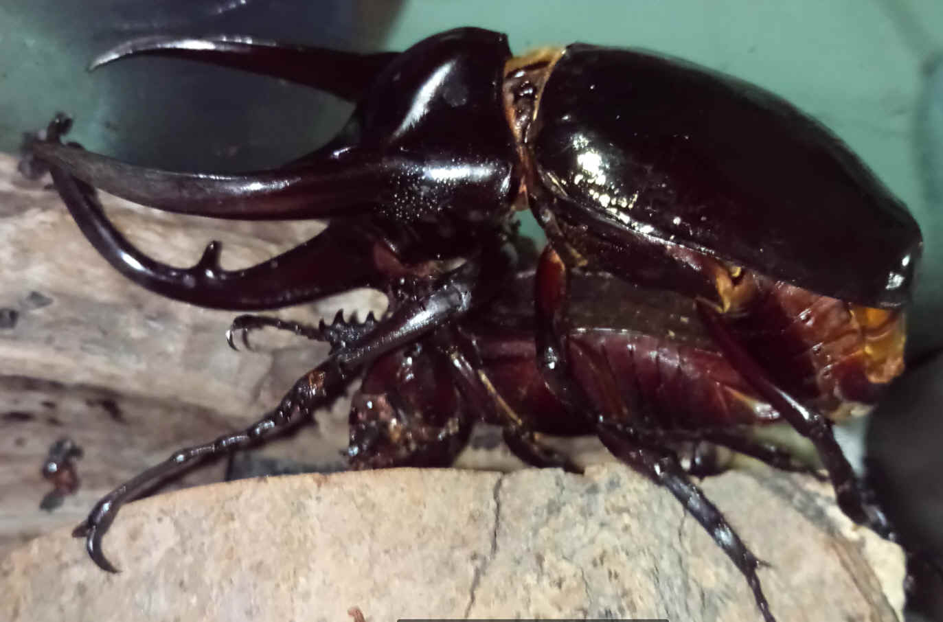 按此在新視窗瀏覽圖片