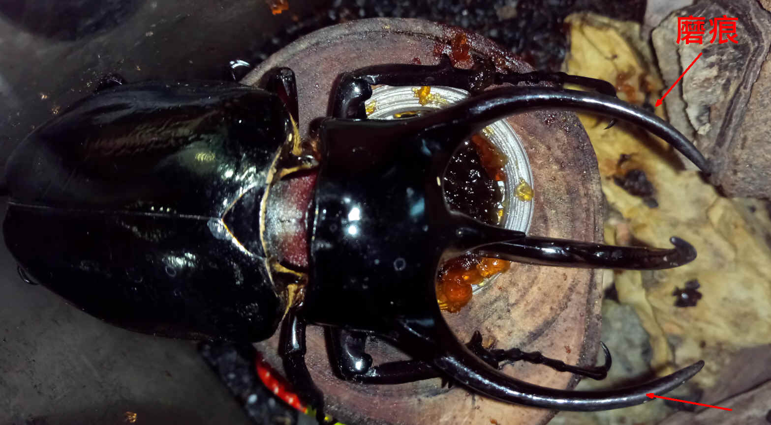 按此在新視窗瀏覽圖片