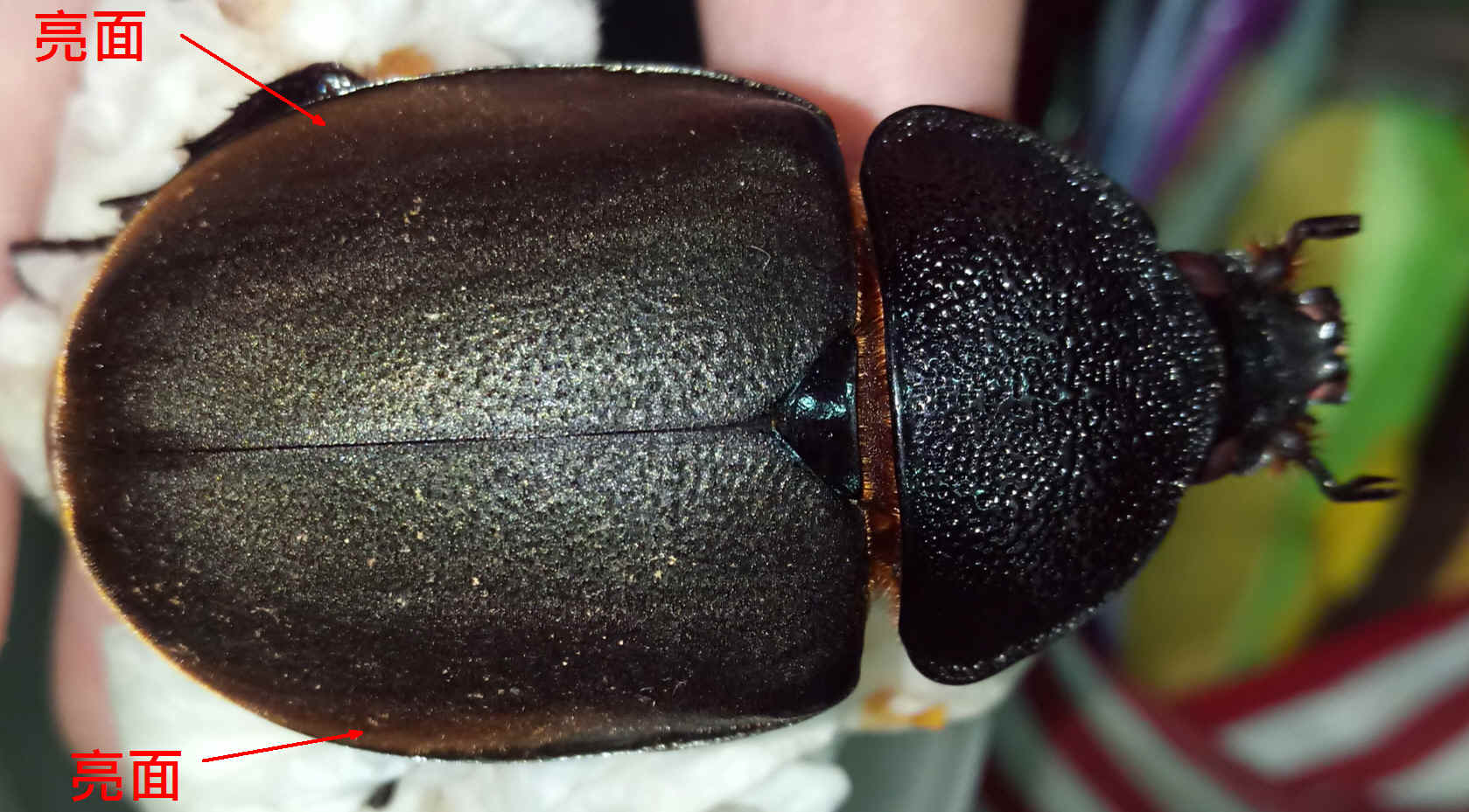 按此在新視窗瀏覽圖片