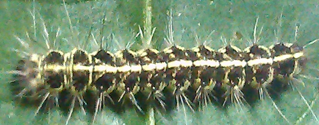 «ö¦¹¦b·sµøµ¡ÂsÄý¹Ï¤ù