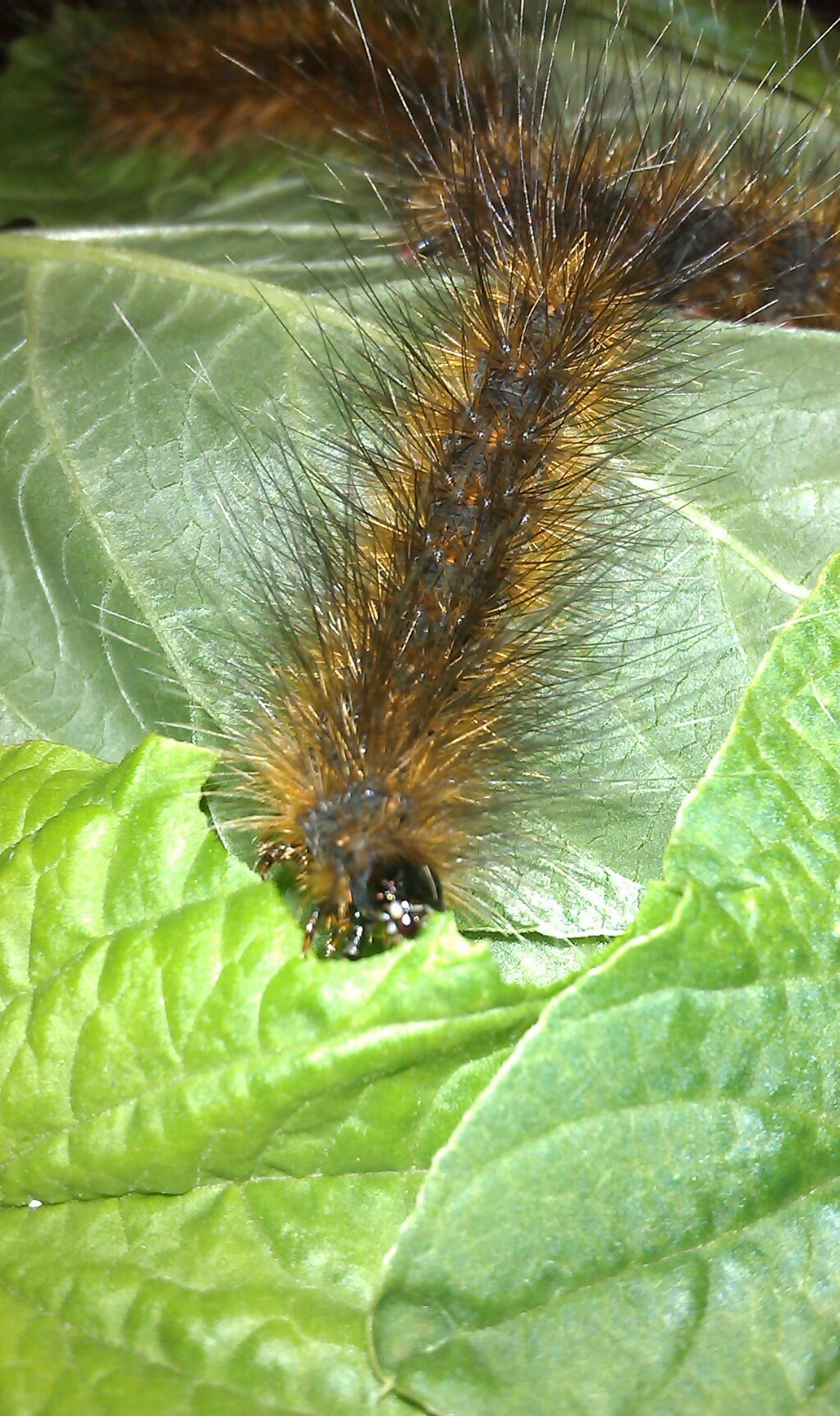 «ö¦¹¦b·sµøµ¡ÂsÄý¹Ï¤ù