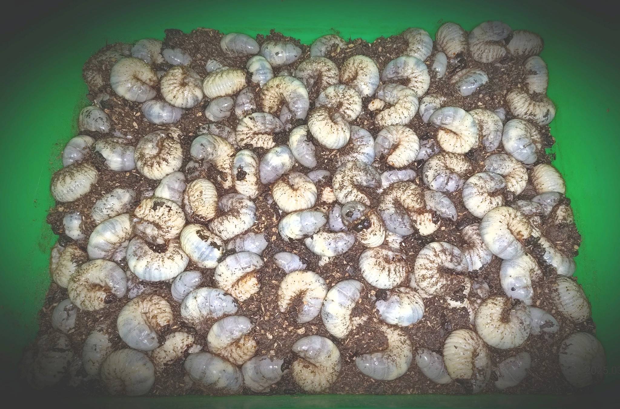 按此在新視窗瀏覽圖片