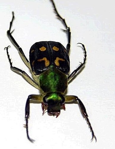 按此在新視窗瀏覽圖片