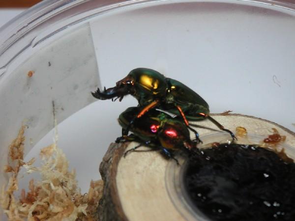 按此在新視窗瀏覽圖片