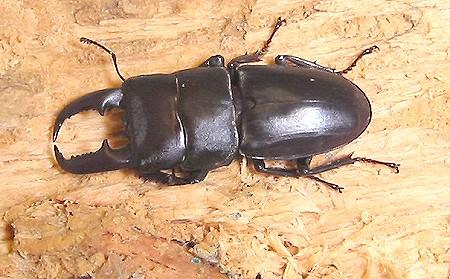 按此在新視窗瀏覽圖片