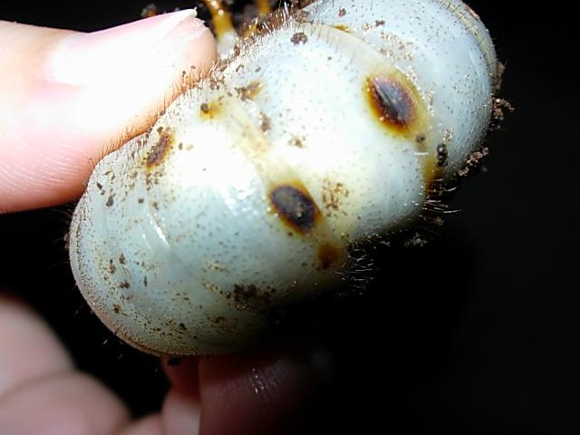 請問各位朋友 我的獨角仙幼蟲怎麼了