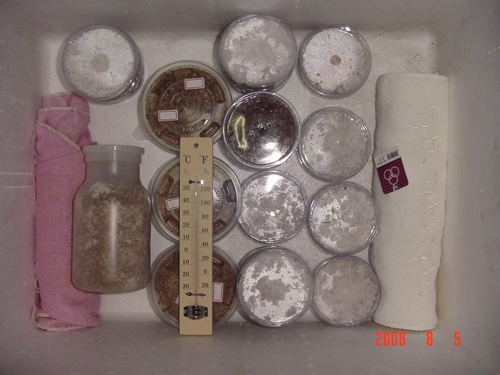 «ö¦¹¦b·sµøµ¡ÂsÄý¹Ï¤ù