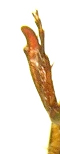«ö¦¹¦b·sµøµ¡ÂsÄý¹Ï¤ù