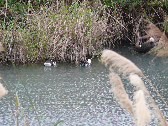 按此在新視窗瀏覽圖片