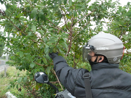 按此在新視窗瀏覽圖片