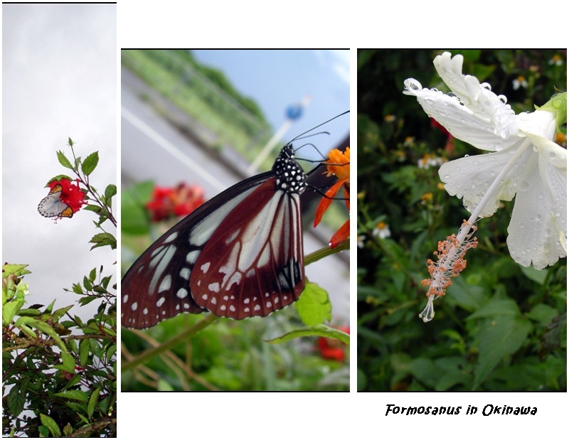 «ö¦¹¦b·sµøµ¡ÂsÄý¹Ï¤ù