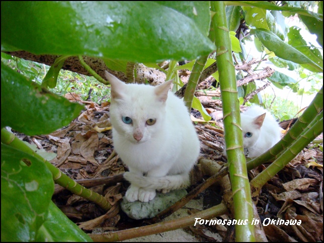 «ö¦¹¦b·sµøµ¡ÂsÄý¹Ï¤ù