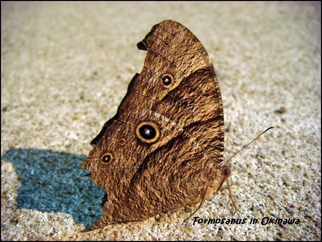 «ö¦¹¦b·sµøµ¡ÂsÄý¹Ï¤ù